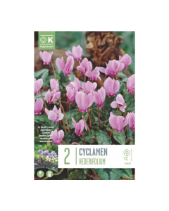 Bulbi di cyclamen hederifolium