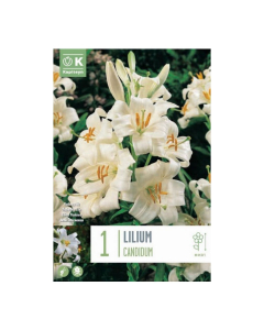 Bulbi di lilium candidum