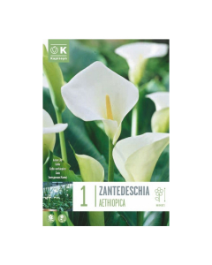 Bulbi di zantedeschia aethiopica