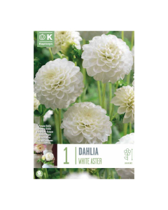 Bulbi di Dahlia Pompon White Aster Kapiteyn 1 pz