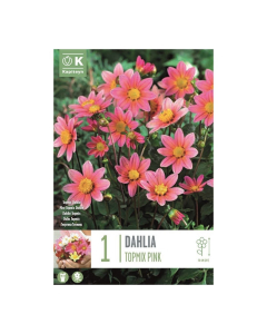 Bulbi di Dahlia Topmix Pink Kapiteyn 1 pz