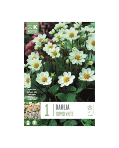 Bulbi di Dahlia Topmix White Kapiteyn 1 pz