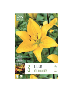 Bulbi di giglio Lilium Yellow County Kapiteyn 3 pz
