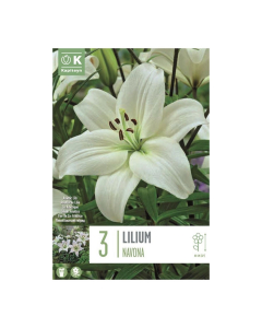 Bulbi di giglio Lilium Navona Kapiteyn 3 pz
