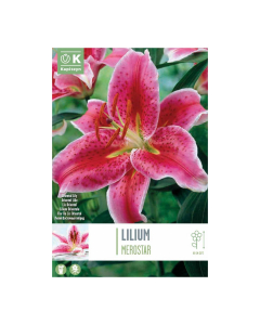 Bulbi di giglio Lilium Merostar Kapiteyn 3 pz