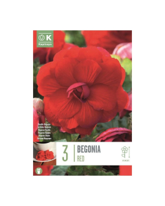 Bulbi di Begonia Double Red Kapiteyn 3 pz