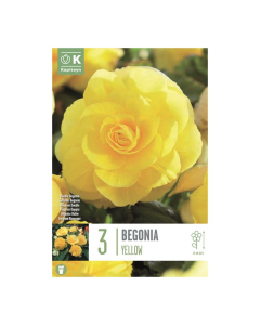 Bulbi di Begonia Double Yellow Kapiteyn 3 pz