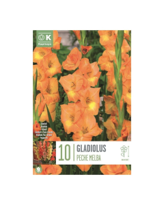 Bulbi di Gladioli Peche Melba Kapiteyn 10 pz