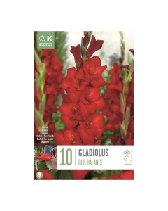 Bulbi di Gladioli Red Balance Kapiteyn 10 pz