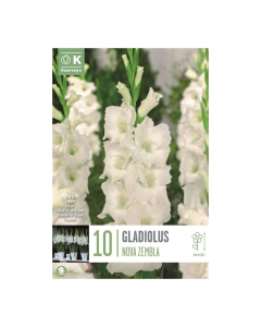 Bulbi di Gladioli Nova Zembla Kapiteyn 10 pz