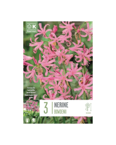 Bulbi di Nerine Bowdenii Kapiteyn 3 pz