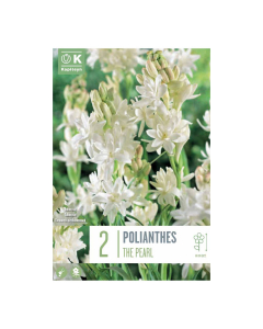  Bulbi di Polianthus Tuberosa The Pearl Kapiteyn 2 pz