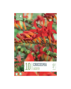 Bulbi di Crocosmia Lucifer Kapiteyn 10 pz