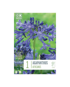 Bulbi di Agapanthus Africanus Kapiteyn 1 pz