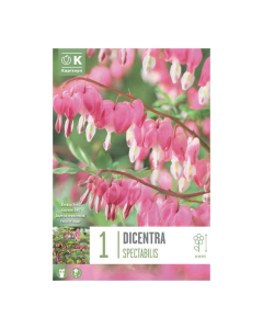 Bulbi di Dicentra Spectabilis Kapiteyn 1 pz