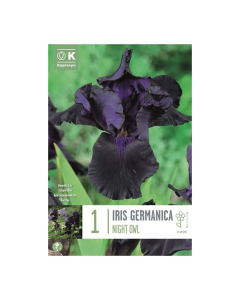 Bulbi di iris Germanica Night Owl Kapiteyn 1 pz