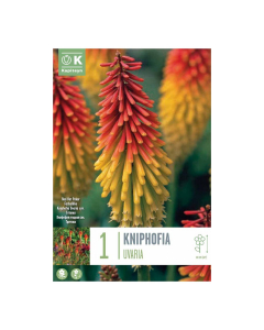 Bulbi di Kniphofia Uvaria Kapiteyn 1 pz 