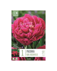 Bulbi di Peonia Lactiflora Karl Rosenfield Kapiteyn 1 pz