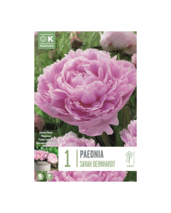 Bulbi di Peonia Lactiflora Sarah Bernhardt Kapiteyn 1 pz