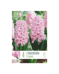Bulbi di hyacinthus fondant
