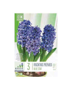 Bulbi di hyacinthus atlantic early forcing