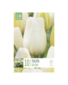 Bulbi di Tulipa Single Late City Of Orleans Kapiteyn 10 pz