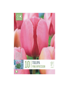 Bulbi di tulipani pink impression