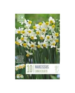 Bulbi di narcisi canaliculatus