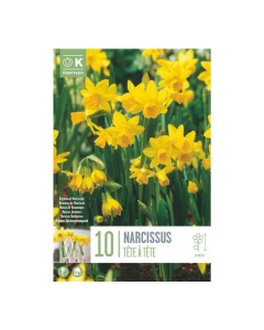 Bulbi di narcisi tete a tete
