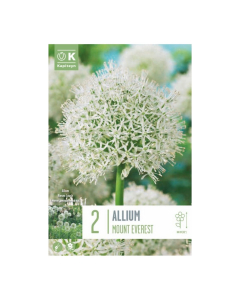 Bulbi di Allium Mount Everest Kapiteyn 2 pz