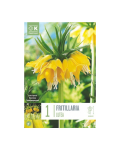 Bulbi di fritillaria imperialis lutea
