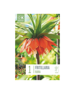 Bulbi di Fritillaria Imperialis Rubra Kapiteyn 1 pz