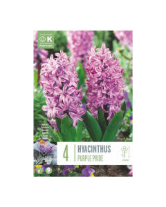 Bulbi di hyacinthus purple pride