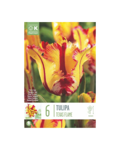 Bulbi di Tulipa Parrot Texas Flame Kapiteyn 6 pz