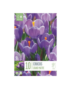 Bulbi di crocus large flowering grand maitre