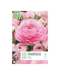 Bulbi di Ranunculus Aviv Pink Kapiteyn 10 pz