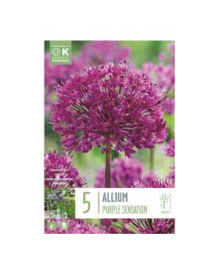 Bulbi di allium aflatunense purple sensation