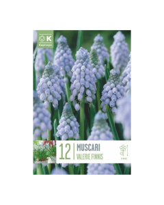 Bulbi di Muscari Valerie Finnis Kapiteyn 12 pz