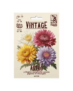 Semi Astro Regina Margherita Vintage