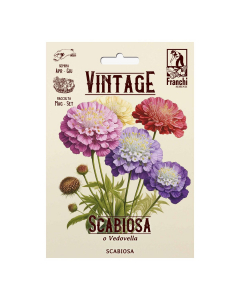 Semi Scabiosa o Vedovella Vintage