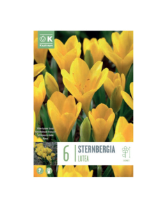Bulbi di Sternbergia Lutea Kapiteyn 6 pz