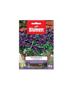 Semi viola king henry a piccoli fiori