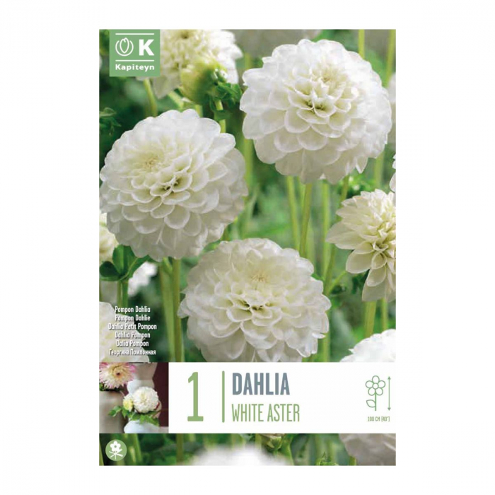 Piante Fiorite Bulbi Di Dalia Gigante - Confezione Da 10 Tuberi