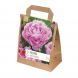 Paeonia lactiflora sarah bernhardt
