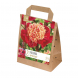 Paeonia lactiflora flame