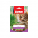Semi di erba per gatti Blumen