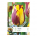 Bulbi di tulipani helmar