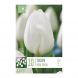 Bulbi di tulipani royal virgin
