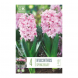 Bulbi di hyacinthus doub spring beauty