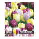 Bulbi di Tulipa yellow, purple & lilac Lovely Combinations Kapiteyn 15pz